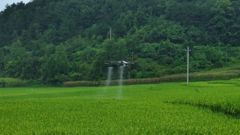 植保無人機在稻田上空來回盤旋 李宇 攝.jpg