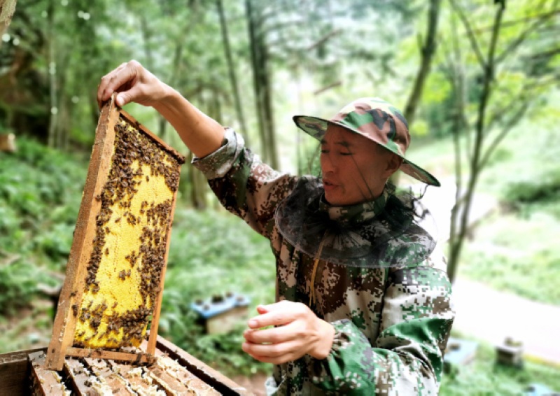 習水縣三岔河丹霞谷風景區(qū)巖蜂蜜基地 習水縣融媒體中心供圖