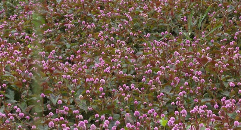 三岔河鎮(zhèn)花椒套種頭花蓼。習水縣融媒體中心供圖