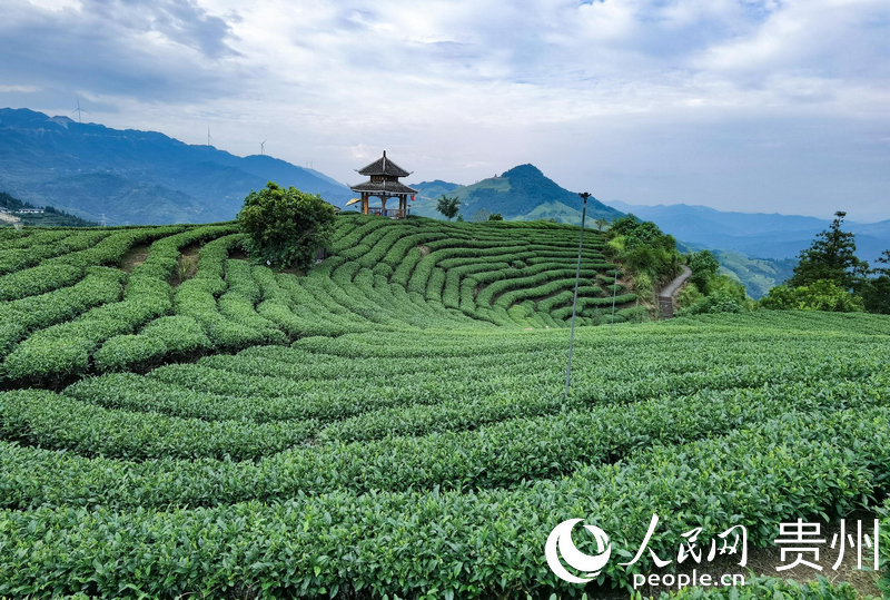 布央村茶園一角。人民網(wǎng) 王秀芳攝