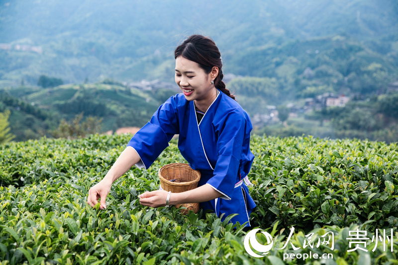 布央村村民正在采摘秋茶。人民網(wǎng) 王秀芳攝