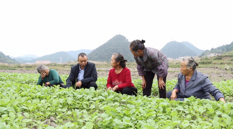 農(nóng)技人員走進(jìn)油菜地給農(nóng)戶提供具體的指導(dǎo)意見。