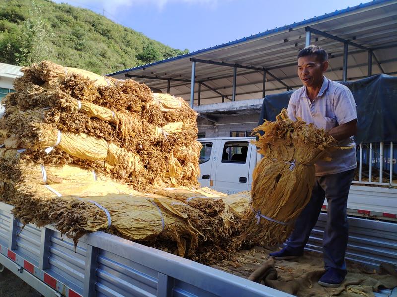 譙家鎮(zhèn)貓阡壩村煙農(nóng)盧大禮搬運煙葉。