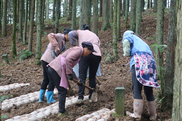 村民正在對菌棒進行翻堆。楊锏攝