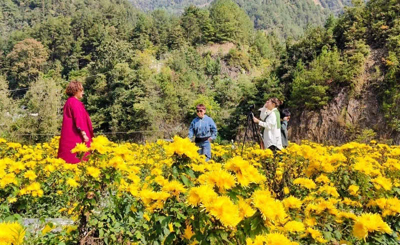 漫山菊花引游客觀光打卡。