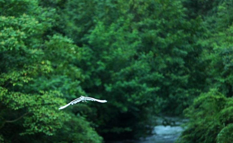 貴陽(yáng)阿哈湖國家濕地公園獲國家林草科普基地稱(chēng)號