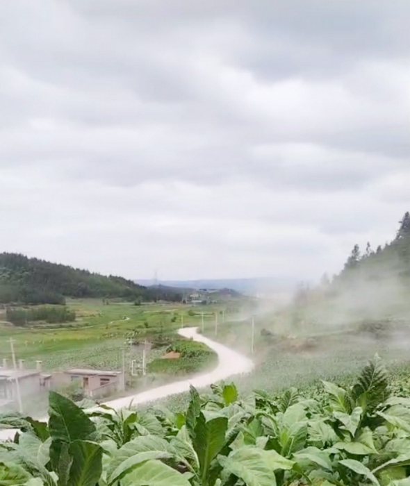 烤煙田中彌漫的灰塵。村民提供