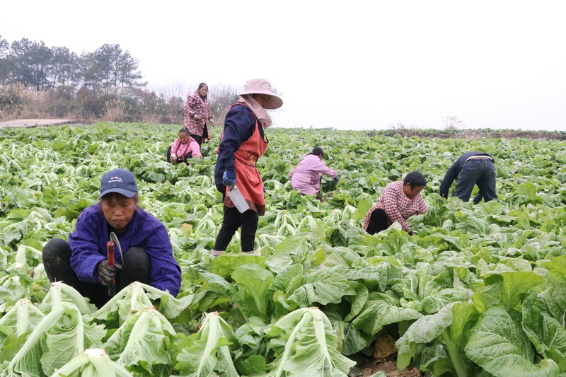 村民們?cè)谔镩g地頭忙著篩選、采摘。