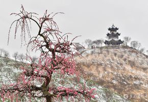 貴州梅園內(nèi)梅花競(jìng)相綻放。喬啟明攝