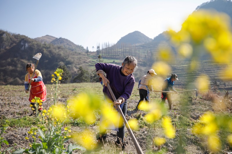 中溝村陽荷種植基地。