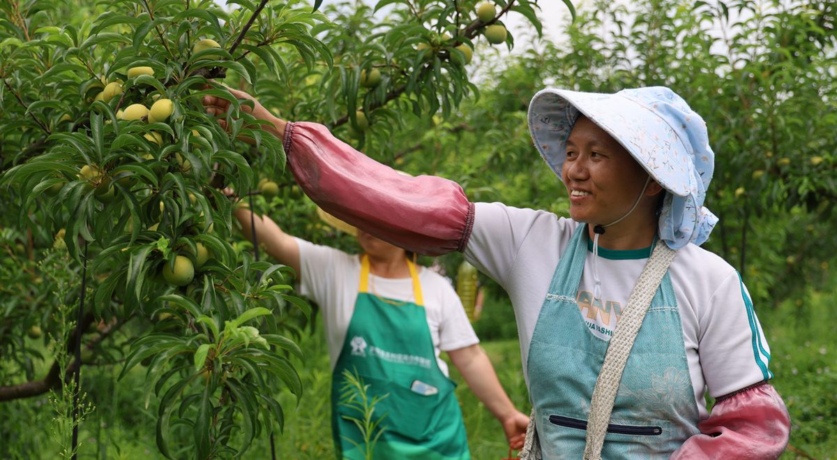 村民采收蜂糖李。