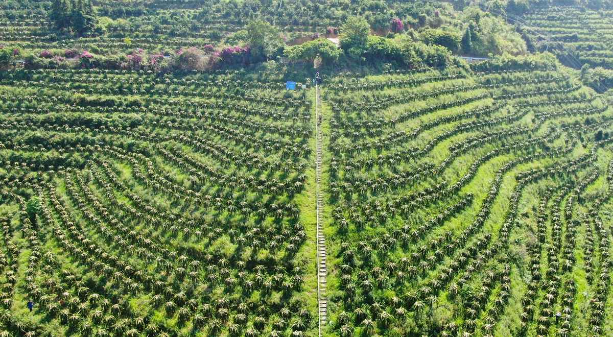 羅甸縣火龍果種植基地一角。