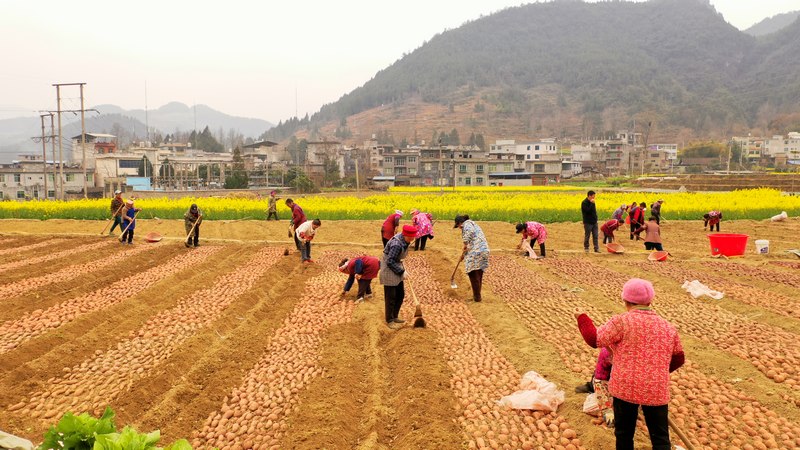 甘溪鎮(zhèn)縣級紅薯育苗基地里一片繁忙的景象.JPG