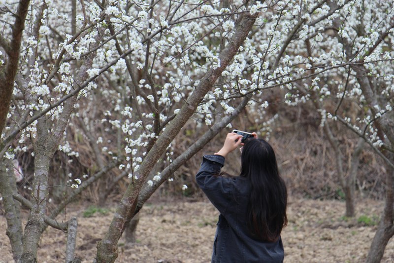 15  游客在老屯鄉(xiāng)八賀山蜂糖李基地拍照    熊慶來(lái)攝.JPG