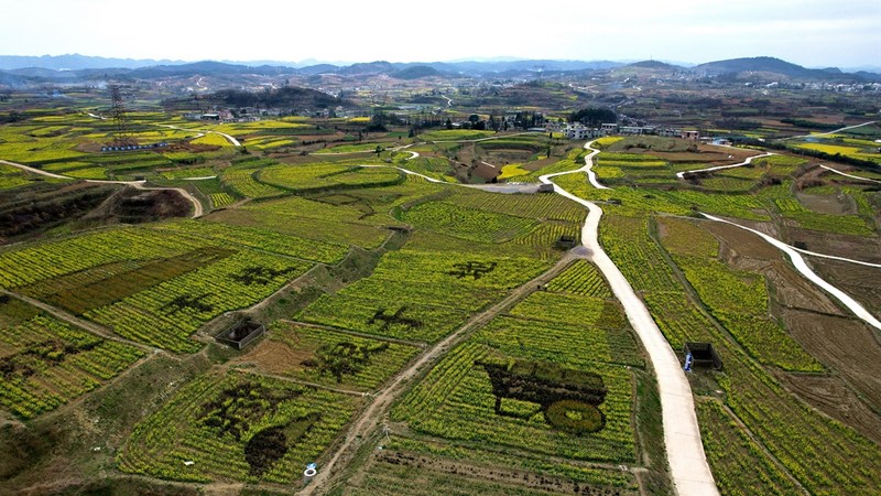 修文縣久長街道高標(biāo)準(zhǔn)農(nóng)田600余畝油菜花盛開 修文縣融媒體中心查姜維 攝.jpeg