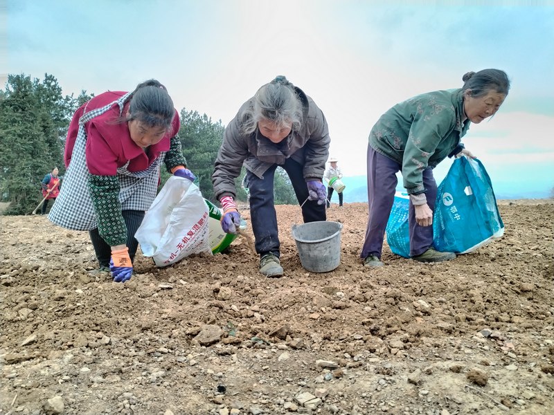 地里忙碌的村民.jpg