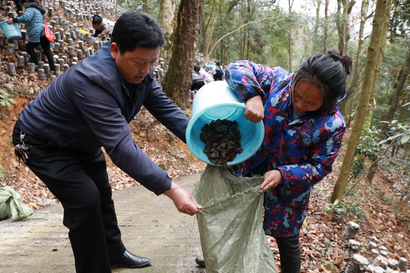 村民將剛采摘的黑木耳倒入袋中。謝達(dá)意攝