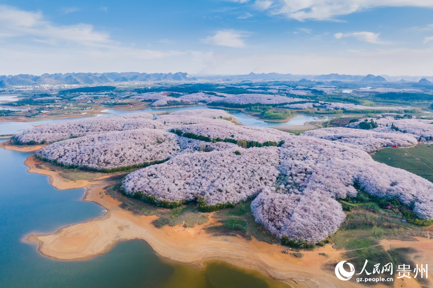 航拍貴安萬畝櫻花園。人民網(wǎng) 陽茜攝