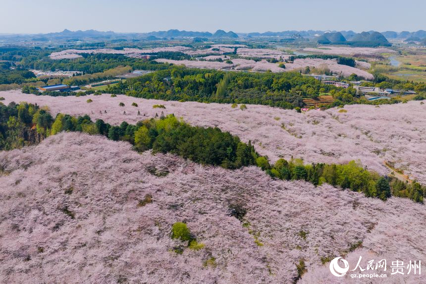 航拍貴安萬畝櫻花園。人民網(wǎng) 陽茜攝