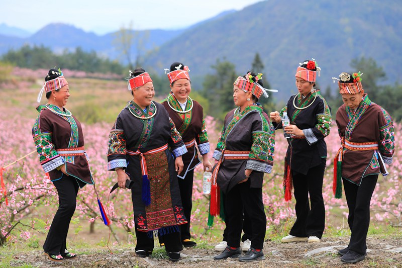 10. 3月27日 苗族婦女們在桃花林里賞花，對(duì)唱苗族歌曲。（潘文 攝）