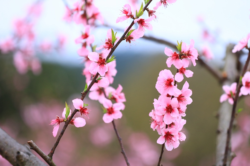 3. 3月27日 劍河縣岑松鎮(zhèn)塘腳村嫵陽紅桃桃花綻放，美輪美奐。（潘文 攝）