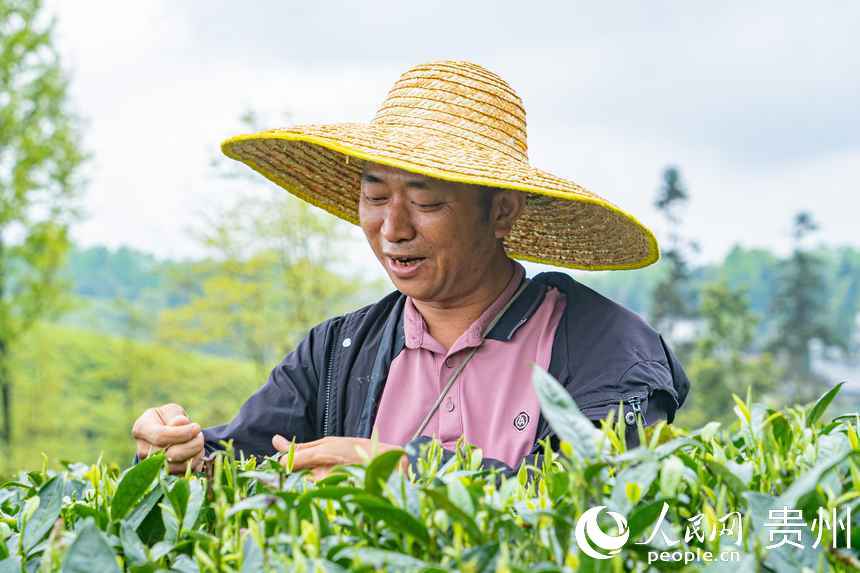 茶農正忙著(zhù)采摘“明前茶”。人民網(wǎng) 陽(yáng)茜攝