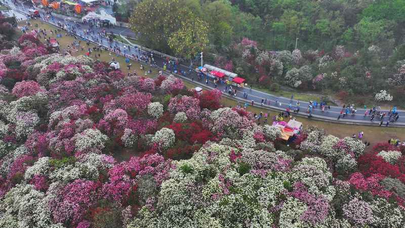 4月4日，在貴州畢節(jié)百里杜鵑普底景區(qū)錦繡坪，游客正在賞花。楊品益攝