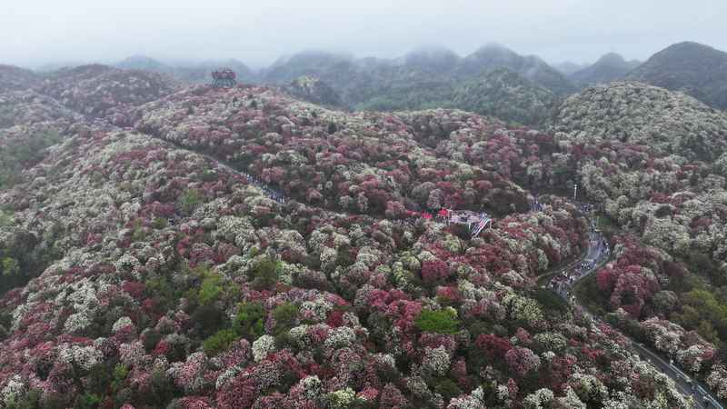 4月4日，在貴州畢節(jié)百里杜鵑普底景區(qū)數(shù)花峰，游客正在賞花。楊品益攝