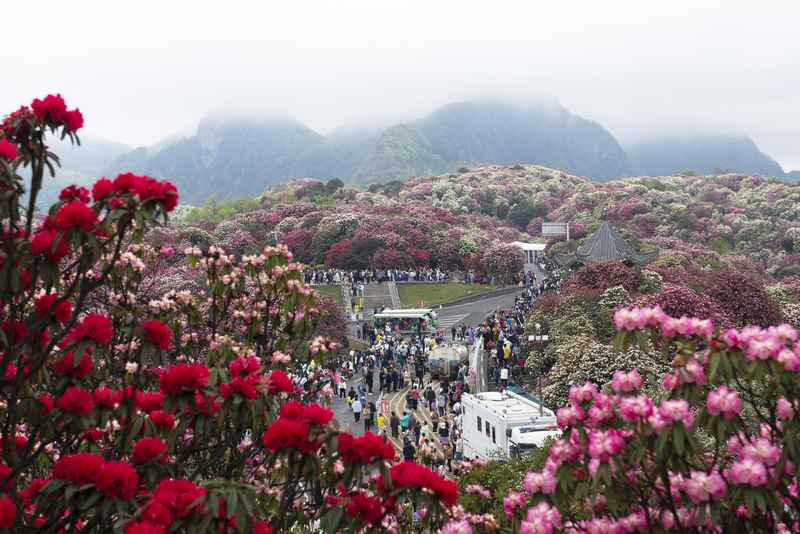 4月4日，在貴州畢節(jié)百里杜鵑普底景區(qū)五彩亭，游客正在賞花。謝玉江攝