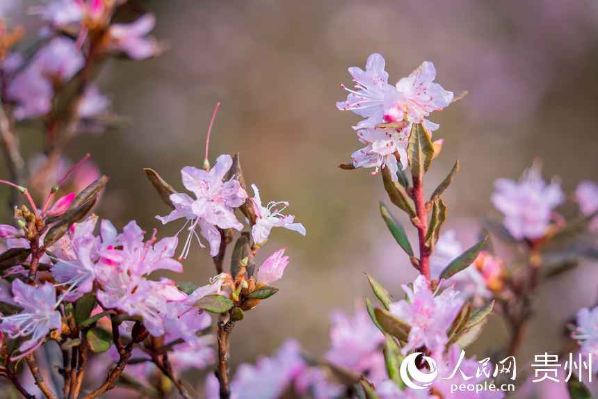 烏蒙大草原內盛開(kāi)的高原矮杜鵑。人民網(wǎng)記者 涂敏攝