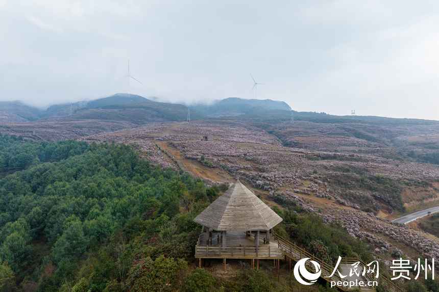 航拍烏蒙大草原上盛開的杜鵑花。人民網(wǎng)記者 涂敏攝