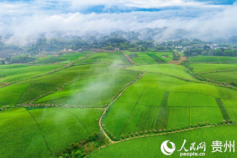 航拍貴州省遵義市湄潭縣的萬(wàn)畝茶海景區。人民網(wǎng) 陽(yáng)茜攝