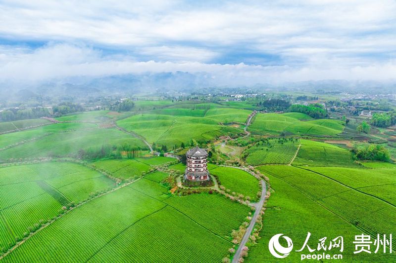 航拍貴州省遵義市湄潭縣的萬(wàn)畝茶海景區。人民網(wǎng)記者 涂敏攝