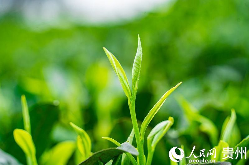 茶園內剛剛長(cháng)出的茶芽。人民網(wǎng) 陽(yáng)茜攝