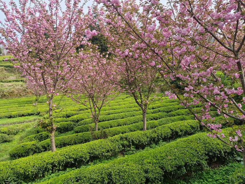 印江縣新寨鎮(zhèn)省級(jí)生態(tài)茶葉示范園區(qū)的櫻花競(jìng)相綻放。