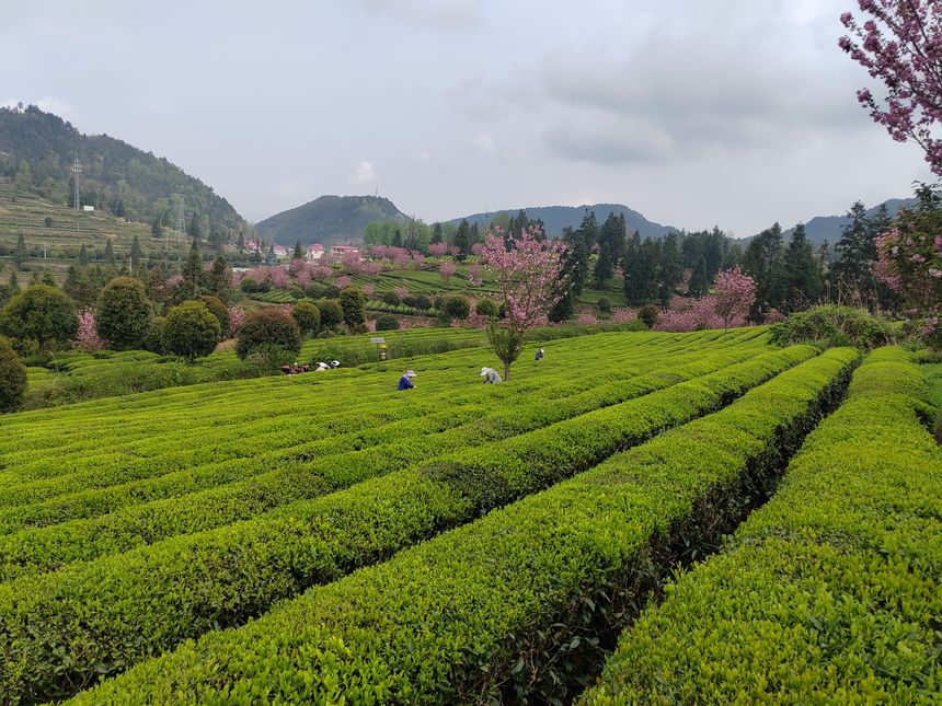 印江縣新寨鎮(zhèn)省級(jí)生態(tài)茶葉示范園區(qū)的櫻花競(jìng)相綻放。