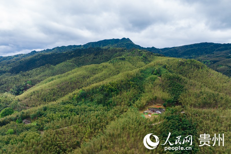 航拍貴州赤水市萬(wàn)畝竹海。人民網(wǎng)記者 涂敏攝