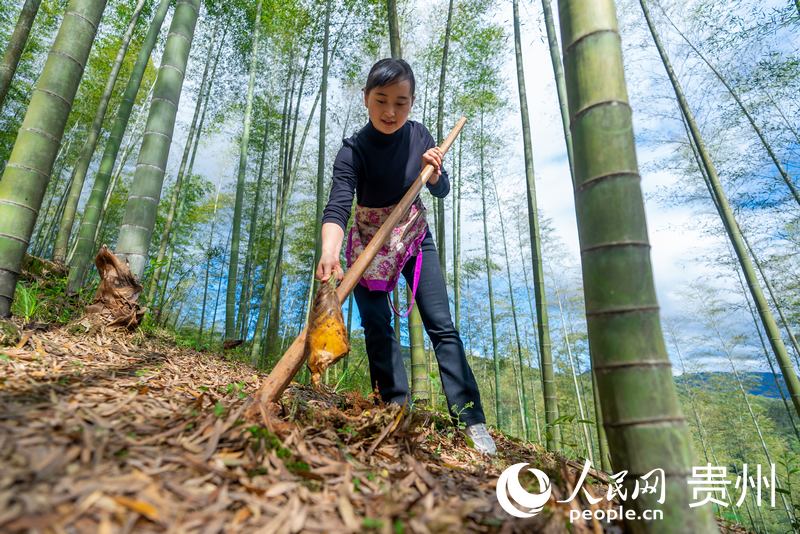 萬(wàn)畝竹海之內(nèi)，游客體驗(yàn)挖春筍。人民網(wǎng)記者 涂敏攝