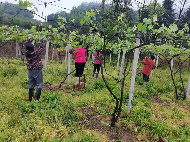 村民們正在剪枝。