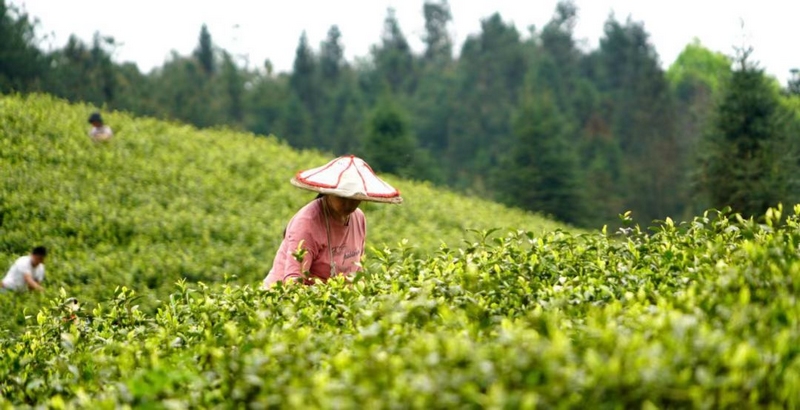 茶農(nóng)們正在茶園里采茶