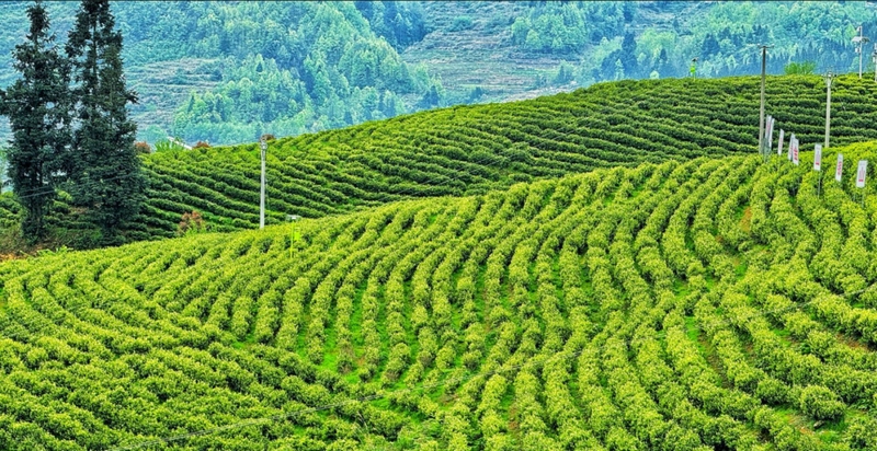 中寨鎮(zhèn)志強(qiáng)村“白葉一號(hào)”茶園