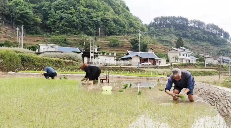 圖為：一分耕耘，一分收獲