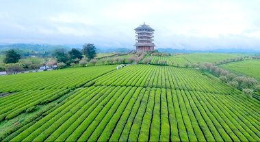 穿越萬(wàn)畝“茶海”看鄉(xiāng)村振興