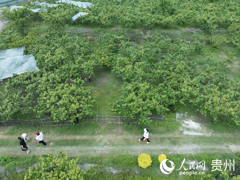 櫻桃園吸引眾多游客。人民網(wǎng) 龍章榆攝