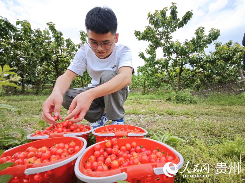 游客在櫻桃園游玩。人民網(wǎng) 龍章榆攝