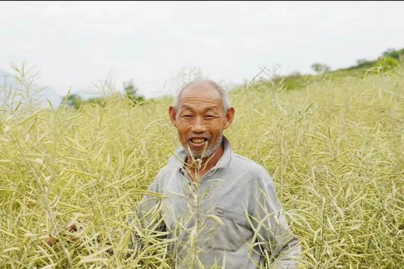 成片成片的油菜金黃金黃的