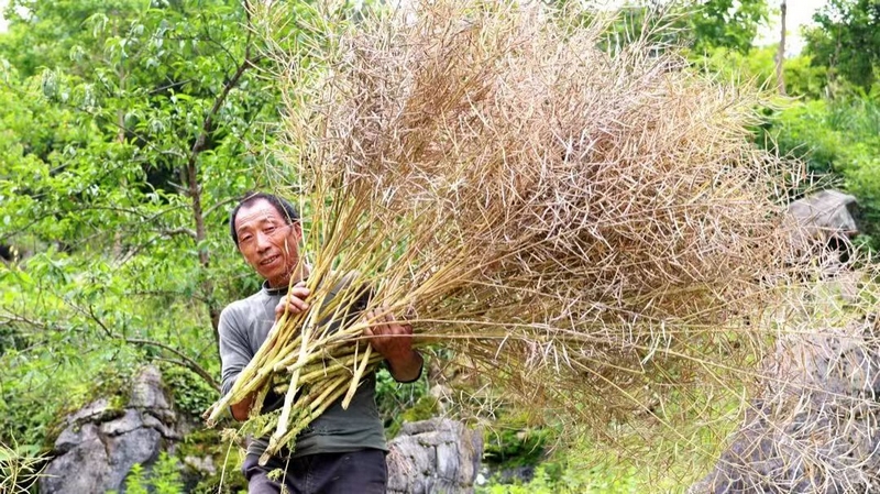 農(nóng)戶正忙著收割油菜