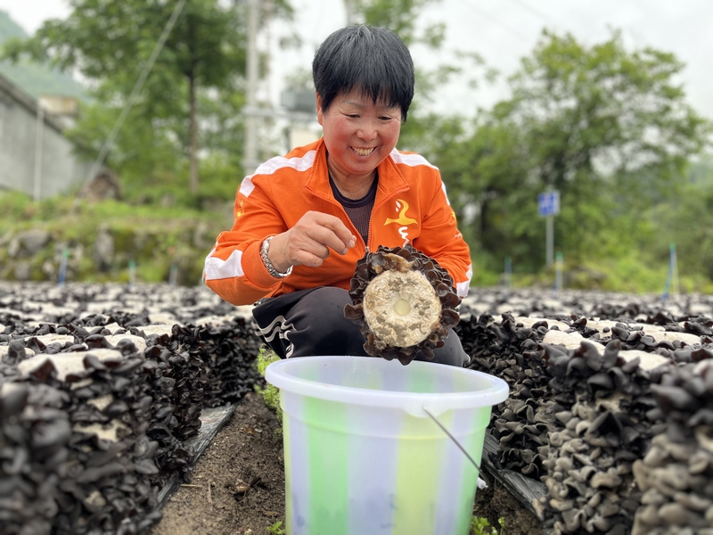 村民們忙碌地采摘黑木耳 (2)