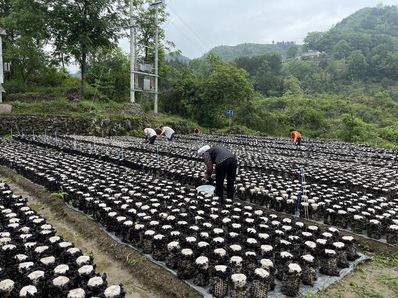 村民們忙碌地采摘黑木耳