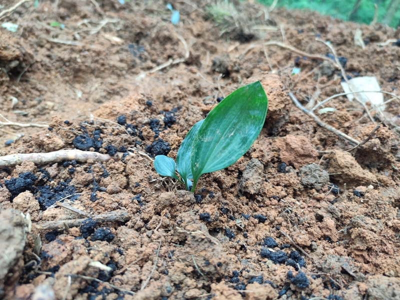 圖為 ：種植后的黃精幼苗